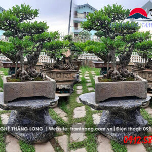 chậu đá cảnh